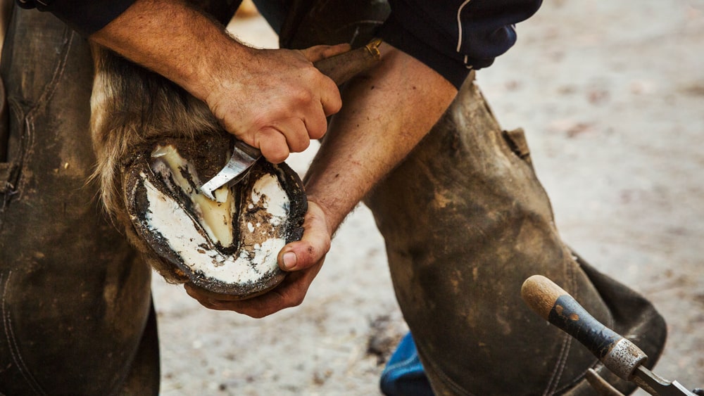 Horse Hoof Care